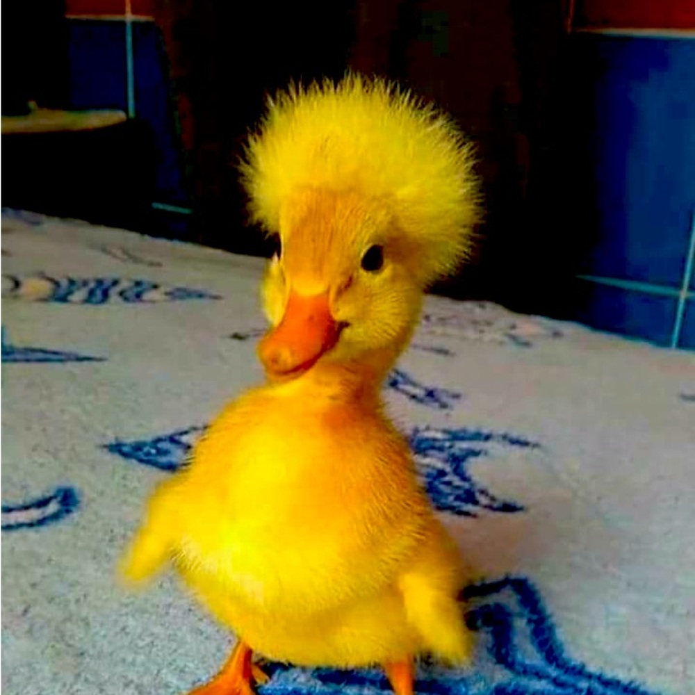 Meet your Posher, Pauline